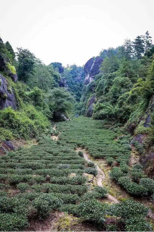 武夷山為什么盛產(chǎn)茶葉，武夷山茶為什么好喝？