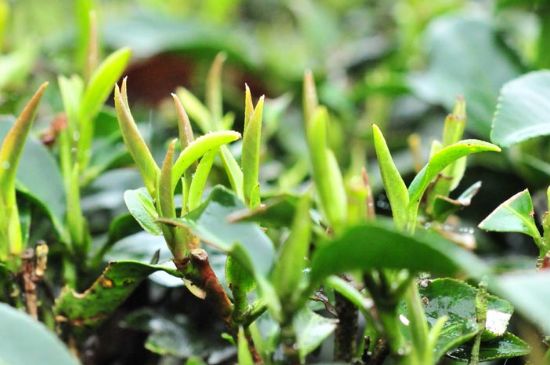 單樅茶什么季節(jié)最好喝，鳳凰單叢茶春茶好還是秋茶好？