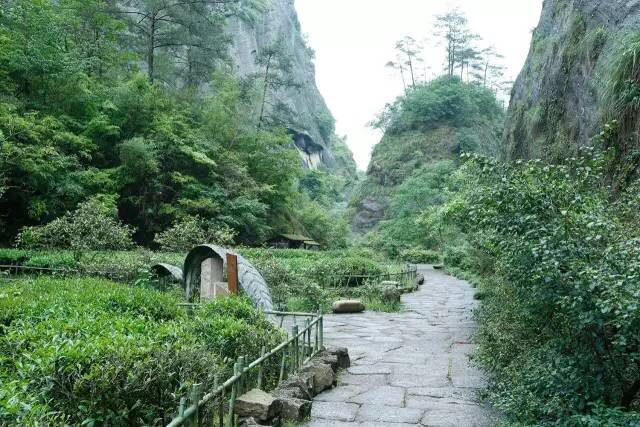 武夷山為什么盛產(chǎn)茶葉，武夷山茶為什么好喝？