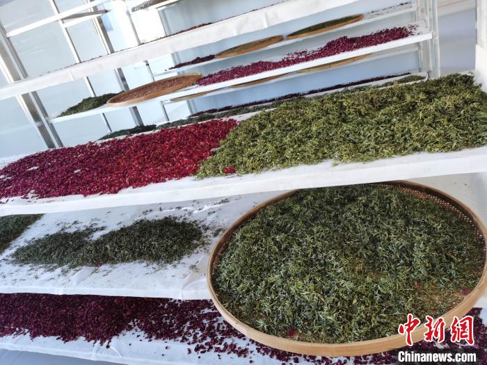 圖為王玲玲收購的各種山茶?！⊥貘Q遠(yuǎn) 攝