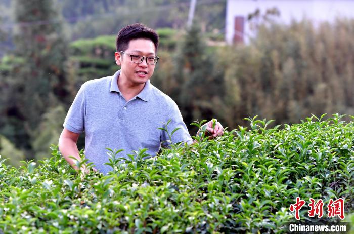 “臺二代”張元豪福建深山種茶十年：“來了，就對了”